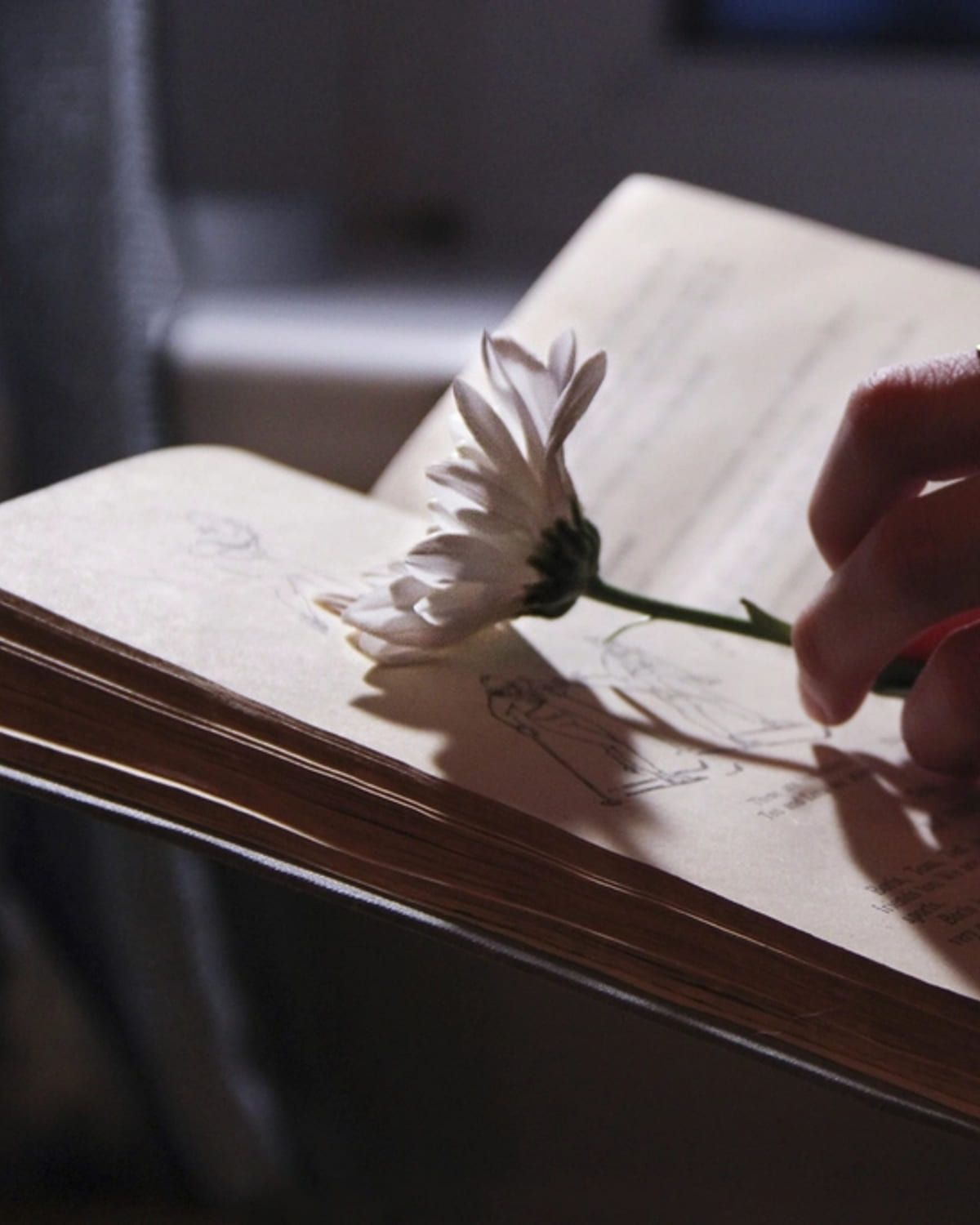 A flower lying across the pages of an open book