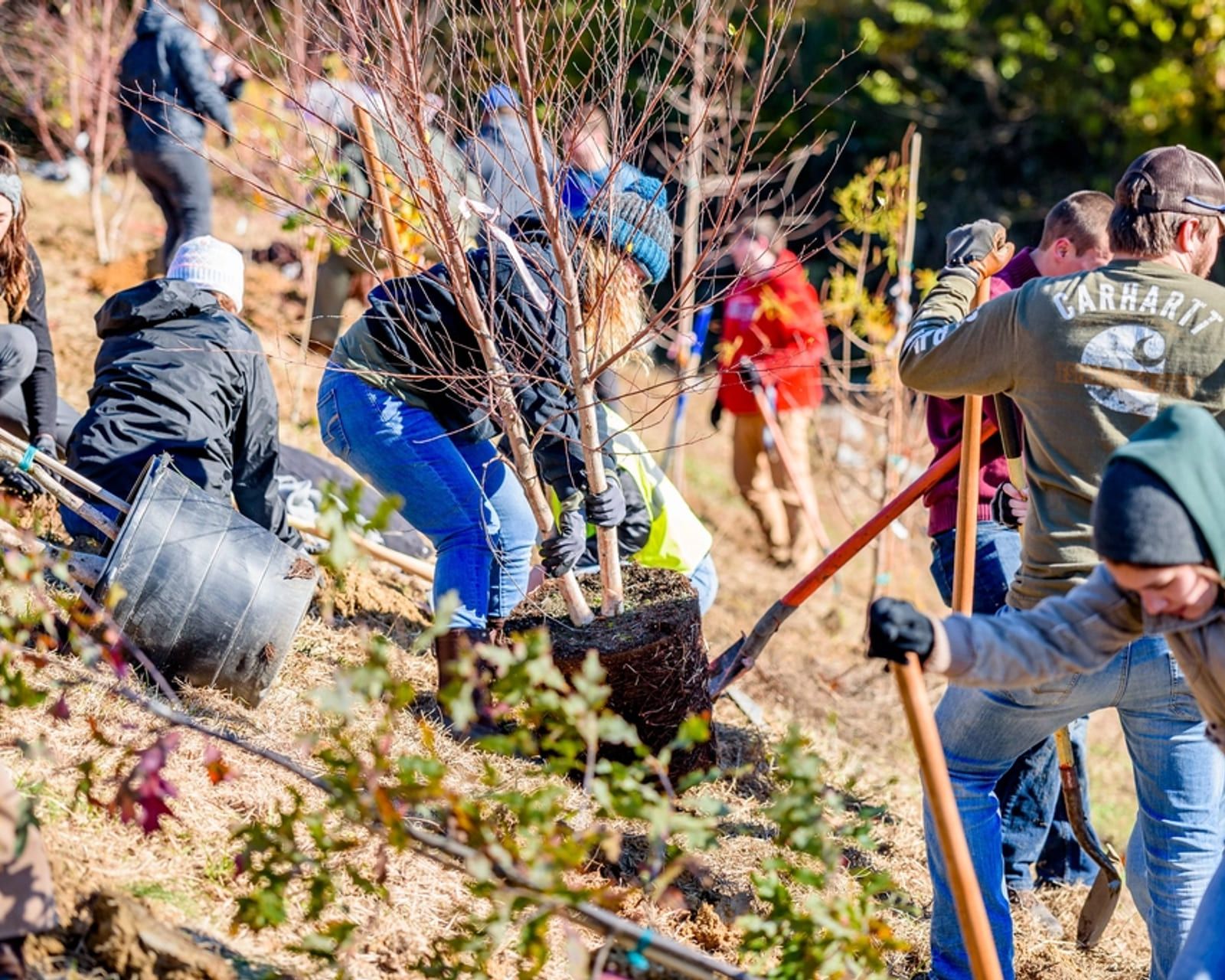 A group of people working together outdoors, planting saplings on a slope